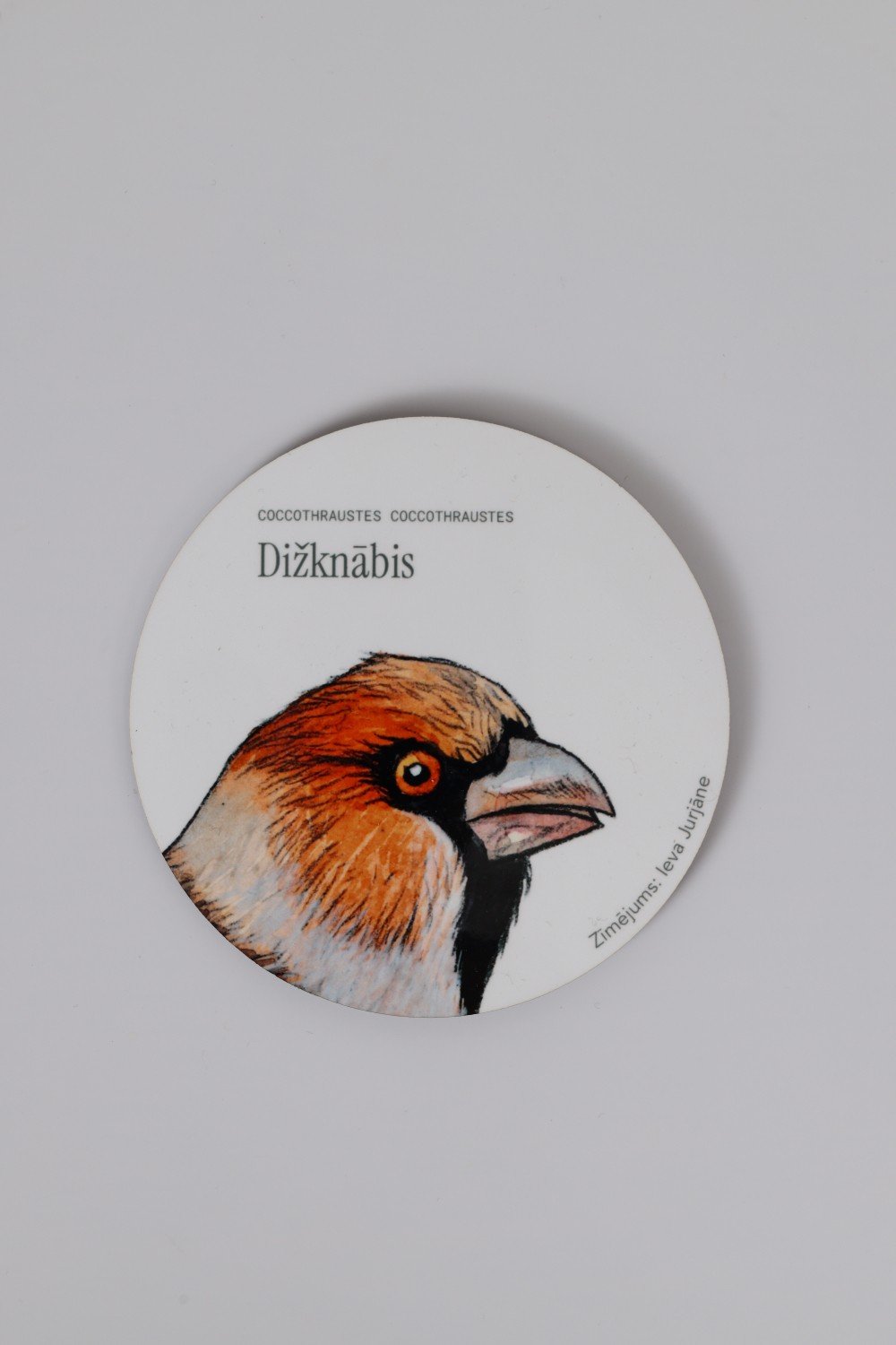 Krūzes paliknis - Dižknābis
